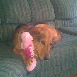 Meet your Posher, Bob